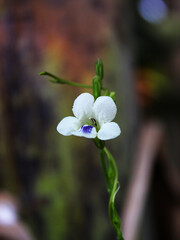 Close-up view of a blooming white flower. 