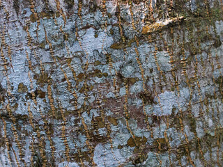 Abstract pattern of the teak tree bark. 