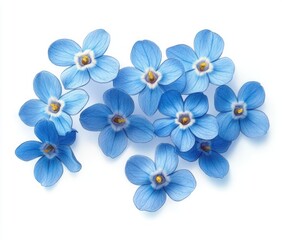 Cluster of delicate blue flowers with yellow centers on a white background, showcasing soft petals and natural texture in bright light