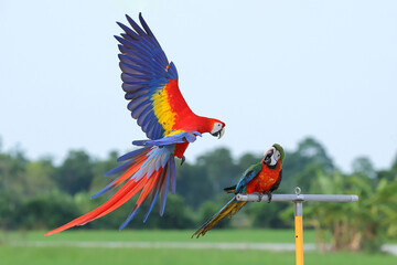 The owner of the bird took the colorful macaw out for a flight in the evening.