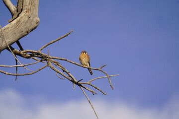 American Kestrel