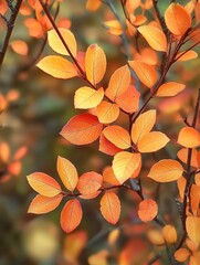 Fototapeta premium Close-up of a branch with vibrant orange autumn leaves in soft natural light creating a warm and cozy mood