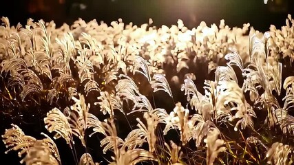 Golden Hour Wild Grass Blowing in the Wind with Gentle Backlighting - Powered by Adobe