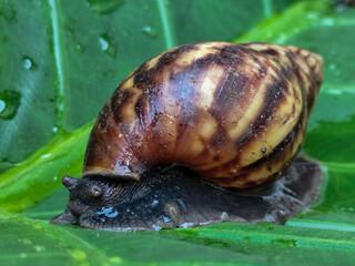 Snails on wet, green taro leaves, slithering.