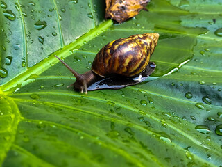 Snails on wet, green taro leaves, slithering.