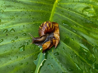 Snails on wet, green taro leaves, slithering.