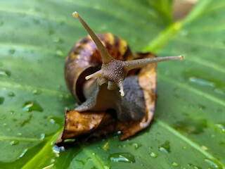 Snails on wet, green taro leaves, slithering.