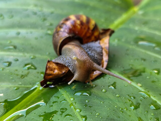 Snails on wet, green taro leaves, slithering.