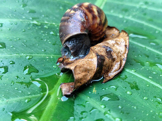 Snails on wet, green taro leaves, slithering.