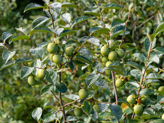 果実を付けた五月山の柿の木