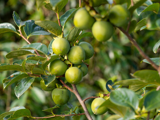 果実を付けた五月山の柿の木