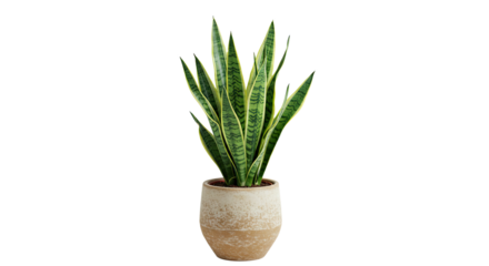 Potted Snake Plant with Variegated Leaves 5.