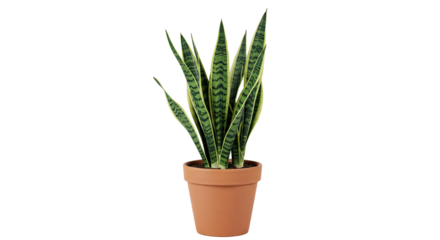 Potted Snake Plant with Variegated Leaves 10.
