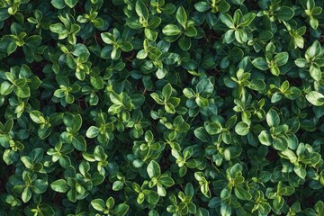 Fototapeta premium Close-up view of dense green foliage with small glossy leaves showcasing vibrant healthy plant growth