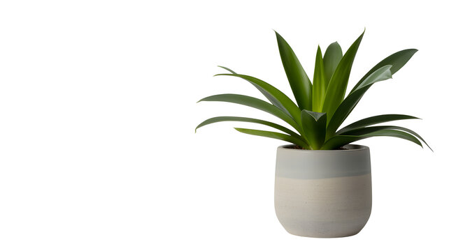 Green bromeliad plant in a gray pot isolated on white background indoors - Powered by Adobe