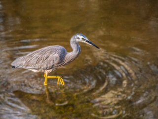 Grey Heron Lifts Foot In Water