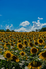 夏の北海道の北竜のひまわり畑