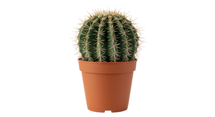 Small potted cactus with many spines.