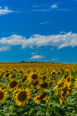 Obraz premium 夏の北海道の北竜のひまわり畑
