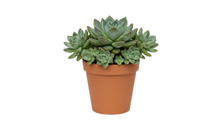 Small Succulent Plant in Terracotta Pot 11.