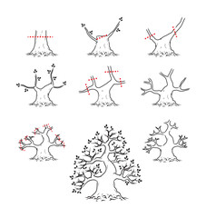 How to prune bonsai branches, black line style on a white background