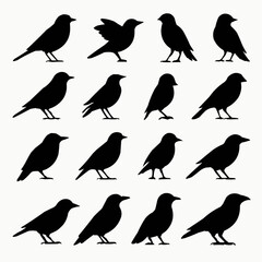 Obraz premium birds on a white background