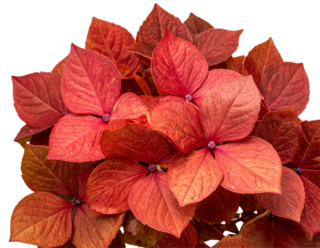 Autumn Hydrangea Quercifolia Alice Plant Top View with Red-Bronze Foliage, Transparent Background