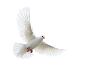 White Dove with Outstretched Wings Descending onto Wooden Cross, Isolated PNG