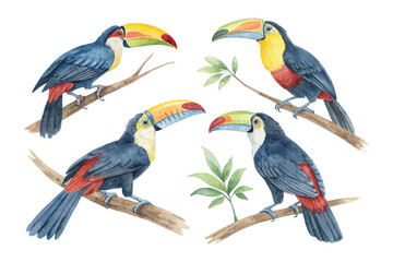 set of cute watercolor exotic toucan birds