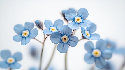Vivid blue blossoms showing natural floral texture high resolution picture