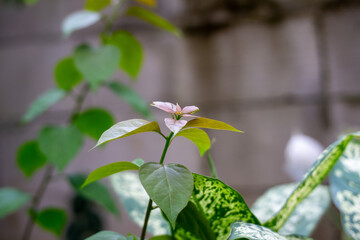 Obraz premium A young plant with a blurred wall background for copy space.