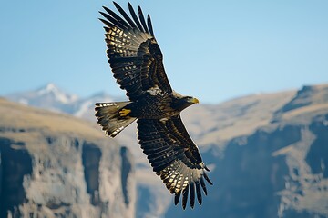 Wild eagle soaring with snowy peaks background high resolution picture