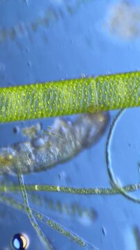 Chironomid Larva Under Microscope at 40x Magnification