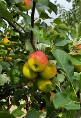 Harvest of yellow apples with red side on tree in orchard. Selective approach. Food.