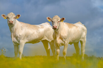 Cow grazing in a green pasture. Herd of cattle in grassland. Alpine meadows with grazing cow. Farmland with cow livestock. Grassy fields filled with cow. Grazing bovine. Cattle ranch.