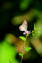A beautiful butterfly with patterned wings rests gently on a slender flower stem, its delicate form silhouetted against a softly blurred, vibrant green background, embodying nature's serene beauty.