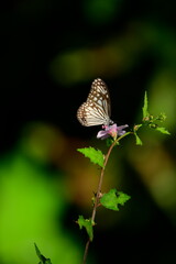 A beautiful butterfly with patterned wings rests gently on a slender flower stem, its delicate form silhouetted against a softly blurred, vibrant green background, embodying nature's serene beauty.