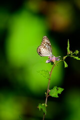 A beautiful butterfly with patterned wings rests gently on a slender flower stem, its delicate form silhouetted against a softly blurred, vibrant green background, embodying nature's serene beauty.