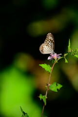 A beautiful butterfly with patterned wings rests gently on a slender flower stem, its delicate form silhouetted against a softly blurred, vibrant green background, embodying nature's serene beauty.