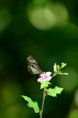 A beautiful butterfly with patterned wings rests gently on a slender flower stem, its delicate form silhouetted against a softly blurred, vibrant green background, embodying nature's serene beauty.