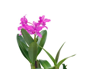 Pink orchid flowers at green branch with blossom on isolated white background.