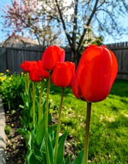 Obraz premium Vibrant red tulips blooming in a sunny garden scene