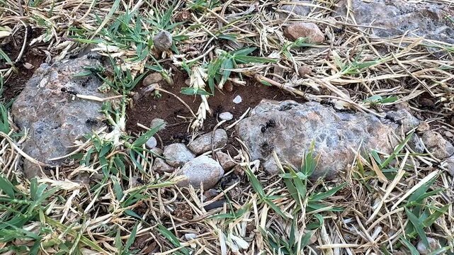 Observing ant activity in a natural habitat at sunset