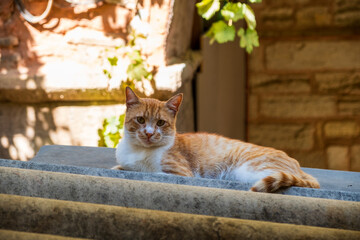 Street cats resting and eating in historic stone courtyard with sunlight shadows showing urban...
