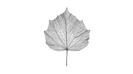 and keyword list for the image

 Skeleton Leaf Print on White Background