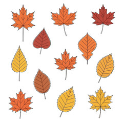 Assorted Autumn Leaves Illustration with Maple and Birch Varieties