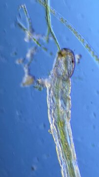 Chironomid Larva Under Microscope at 40x Magnification