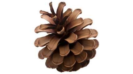 Charming pinecone detail perfect for seasonal designs and nature themes