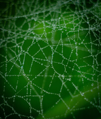 spider web with dew drops