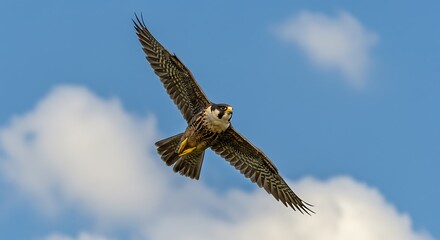 Falcon in Flight Against Blue Sky and Clouds.